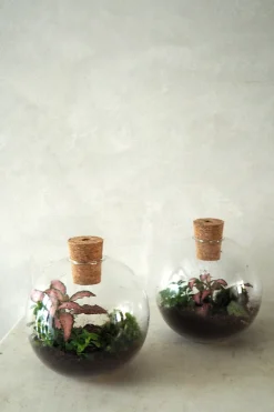 Planter Og Værktøj Til Terrarier|Håndskabte Terrarier^PLANT Terrarie no. 14