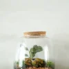 Planter Og Værktøj Til Terrarier|Håndskabte Terrarier^PLANT Terrarie no. 04