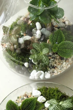 Planter Og Værktøj Til Terrarier|Håndskabte Terrarier^PLANT Terrarie no. 04