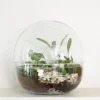 Planter Og Værktøj Til Terrarier|Håndskabte Terrarier^PLANT Terrarie no. 10