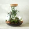 Planter Og Værktøj Til Terrarier|Håndskabte Terrarier^PLANT Terrarie no. 17