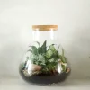 Planter Og Værktøj Til Terrarier|Håndskabte Terrarier^PLANT Terrarie no. 09