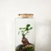 Planter Og Værktøj Til Terrarier|Håndskabte Terrarier^PLANT Terrarie no. 15