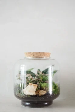 Planter Og Værktøj Til Terrarier|Håndskabte Terrarier^PLANT Terrarie no. 02