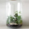 Planter Og Værktøj Til Terrarier|Håndskabte Terrarier^PLANT Terrarie no. 11