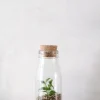 Planter Og Værktøj Til Terrarier|Håndskabte Terrarier^PLANT Terrarie no. 16