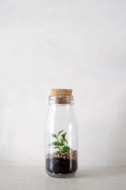 Planter Og Værktøj Til Terrarier|Håndskabte Terrarier^PLANT Terrarie no. 16