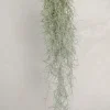 Air Plants^PLANT Tillandsia Usneoides