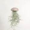 Air Plants^PLANT Tillandsia Usneoides i søpindsvin