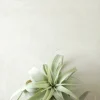 Air Plants^PLANT Tillandsia Xerographic