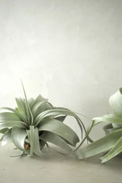 Air Plants^PLANT Tillandsia Xerographic