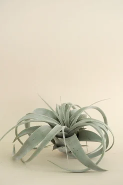 Air Plants^PLANT Tillandsia Xerographic