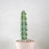 Ørkenplanter Og Knoldplanter^PLANT Titty - Myrtillocactus geometrizans