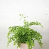 Tropiske Planter^PLANT Venushår bregne