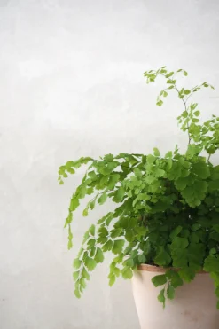Tropiske Planter^PLANT Venushår bregne